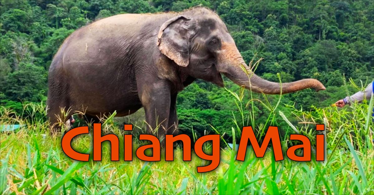 Thai elephant from the Save Elephant Foundation